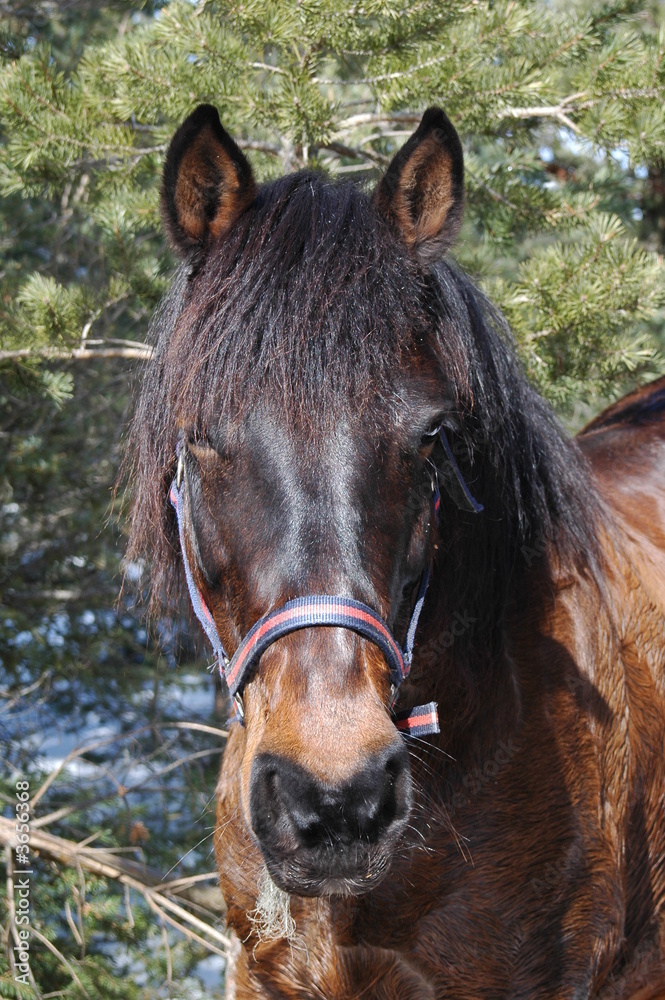 Obraz premium cheval