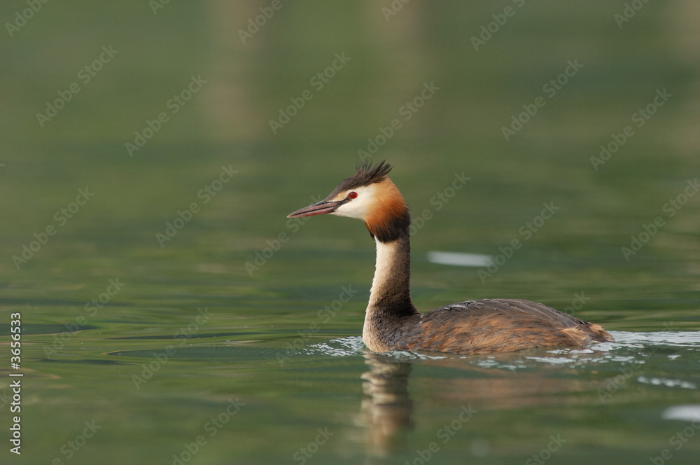 Grèbe huppé - Podiceps cristatus - Great Crested Grebe Grèbe huppé - Podiceps cristatus - Great Crested Grebe
