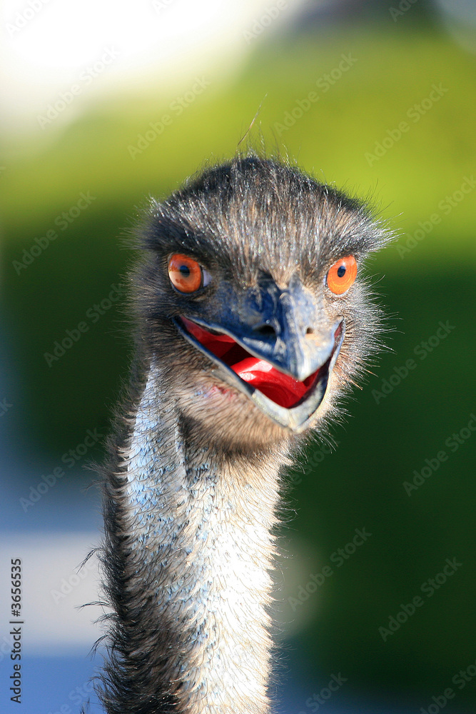 Fotografie Emu Portrait Australien_07_1350,01