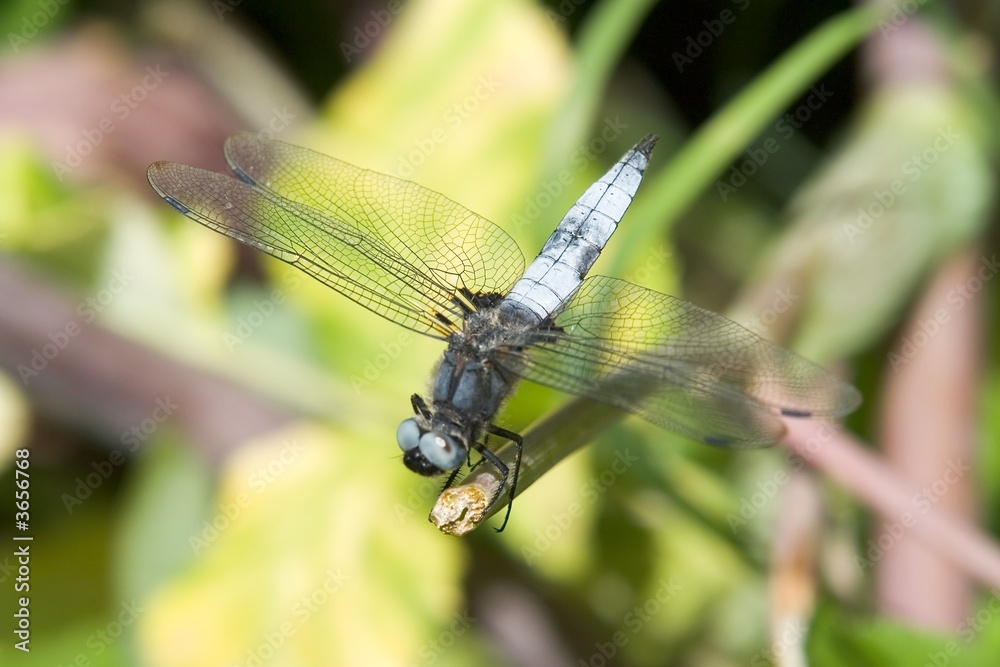 dragon-fly dragon-fly