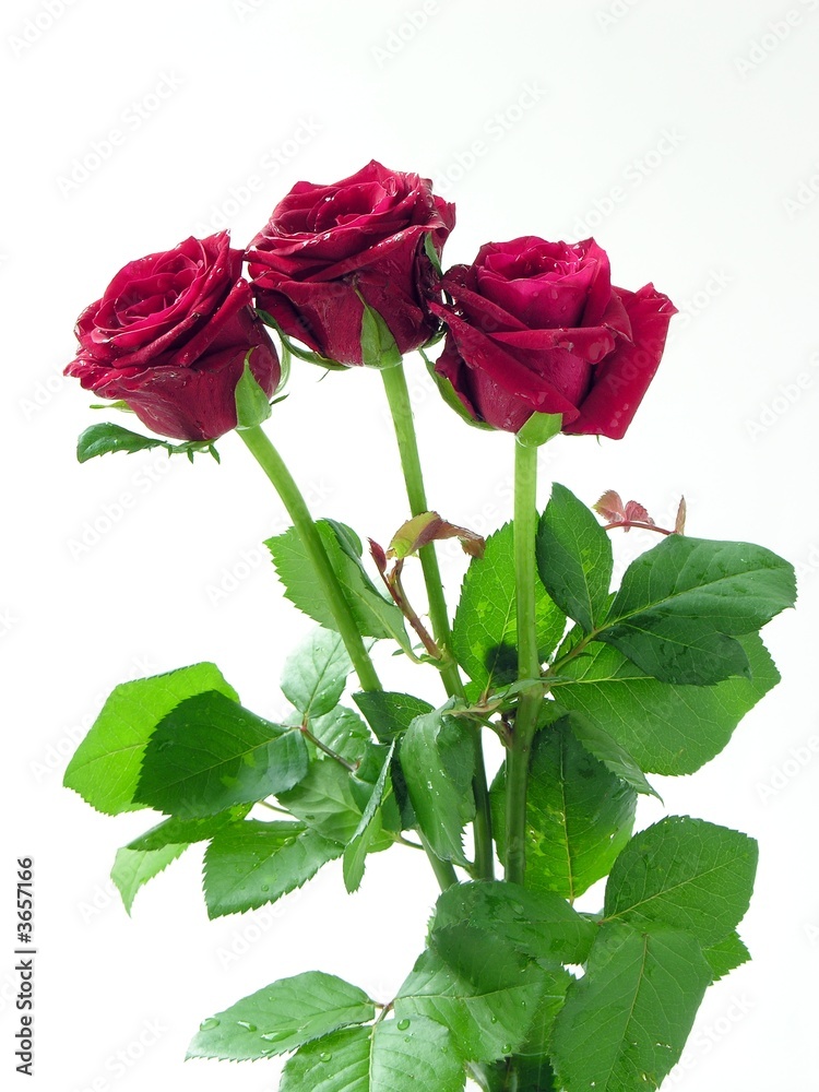 Fototapeta premium posy of three red roses 