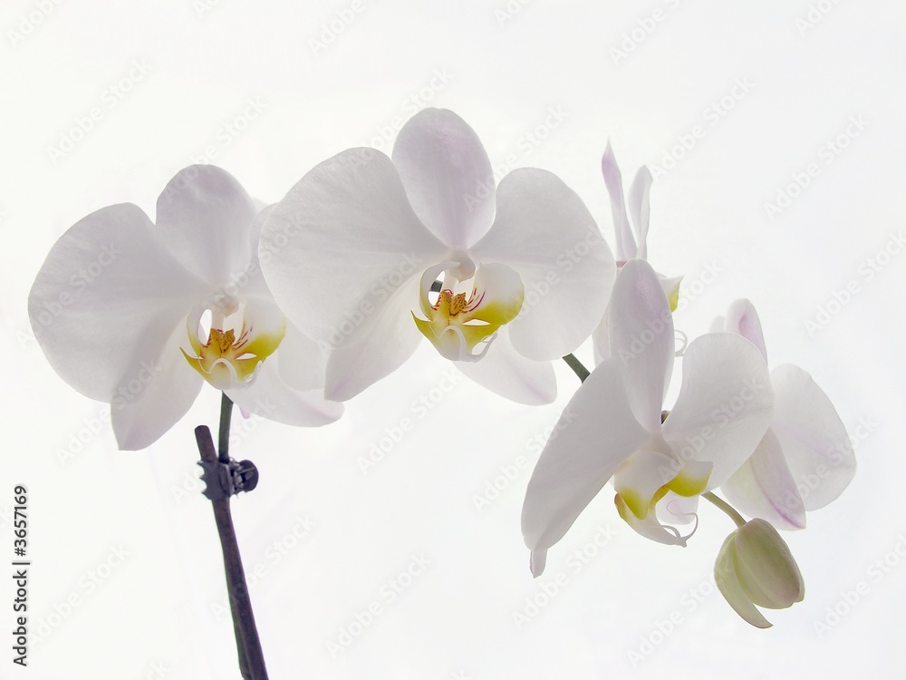 Obraz premium white-pink orchid's flowers