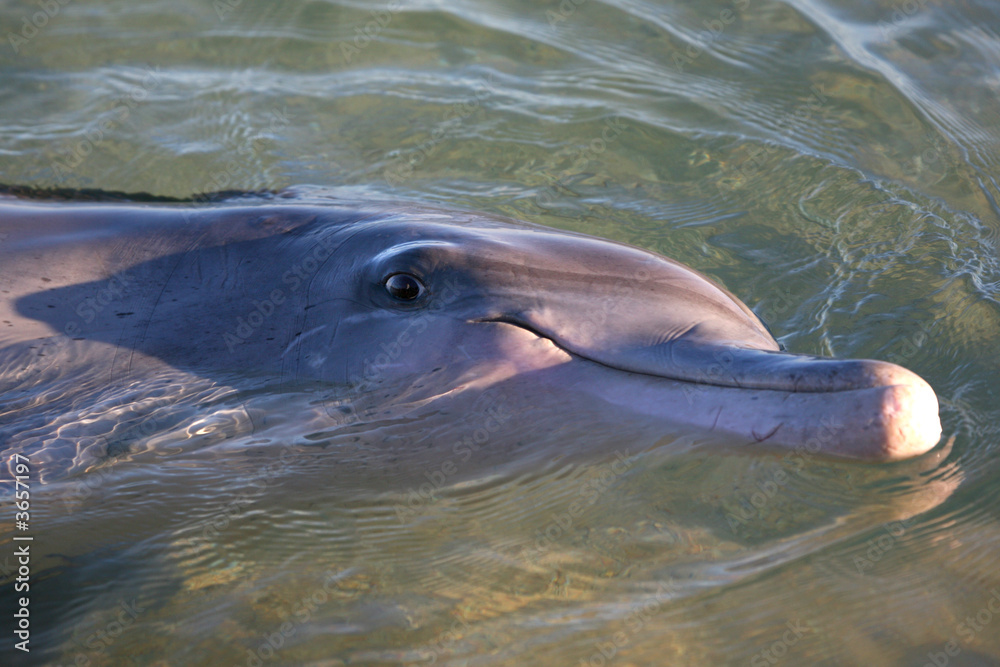 Obraz premium Delfinportrait Australien_07_1381