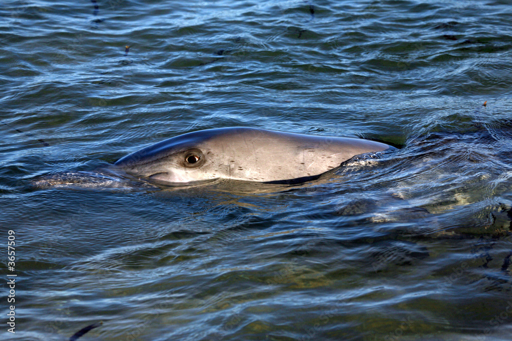 Fototapeta premium Delfinportrait Australien_07_1387