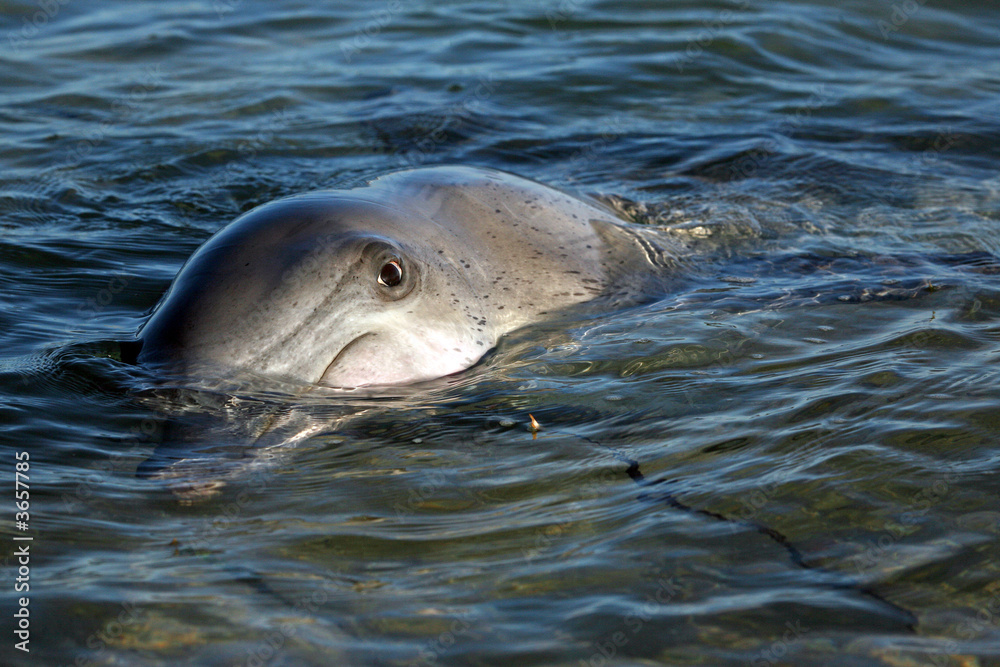 Fototapeta premium Delfinportrait Australien_07_1400