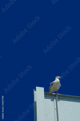 Seagull on the white billboard