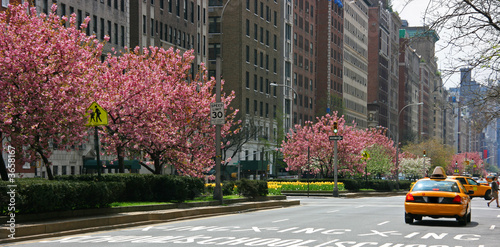 Pink blossoming trees in Park Avenue, Manhattan