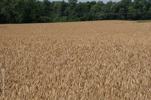 Field of Winter Wheat ready for harvest