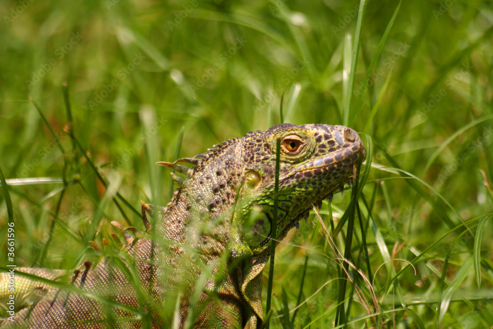 Obraz premium Leguan