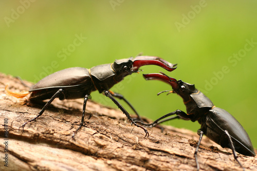 Fotografie Combat de Lucane cerf volant lucanus cervus
