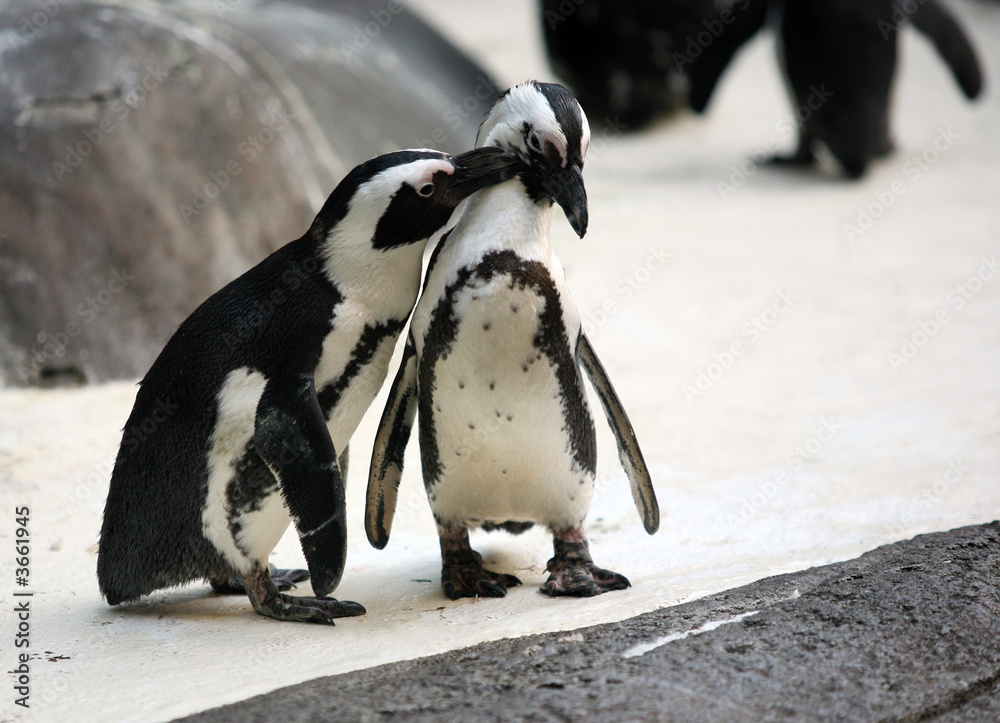Obraz premium Cute affectionate penguin couple at the zoo