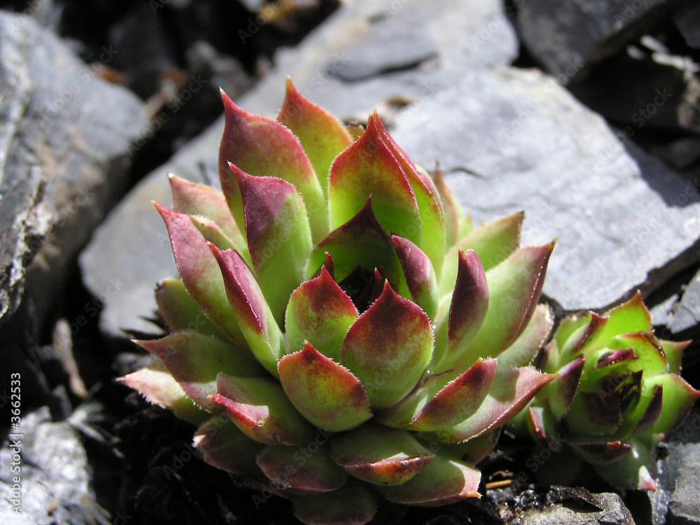 1418 - Joubarbe (Sempervivum tectorum) 1418 - Joubarbe (Sempervivum tectorum)