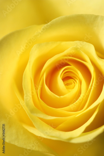 Elegant Yellow Rose