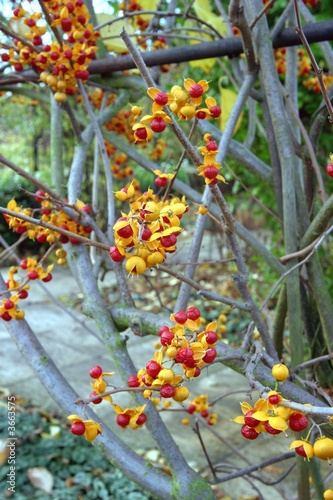 Celastrus orbiculatus. Staff Vine. Bittersweet.
