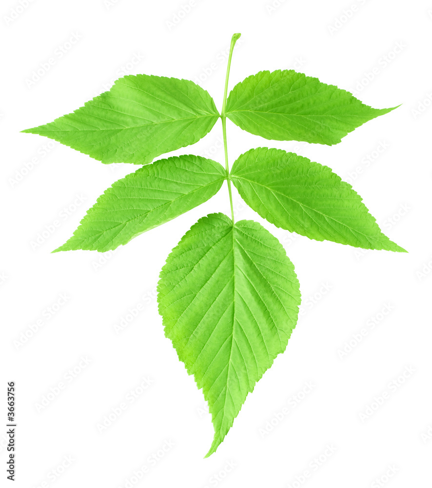 green branch isolated on white. contains clipping path green branch isolated on white. contains clipping path