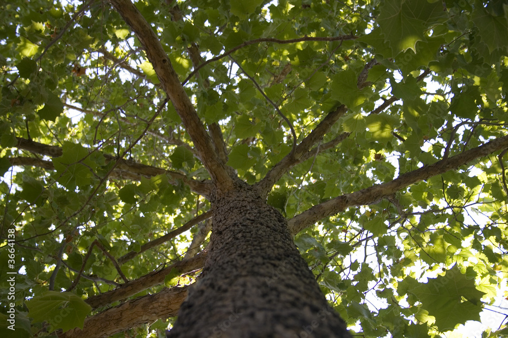 Obraz premium Tree