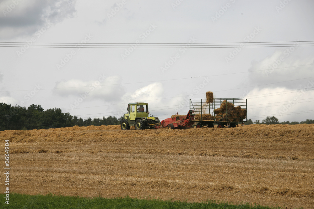 Obraz premium żniwa