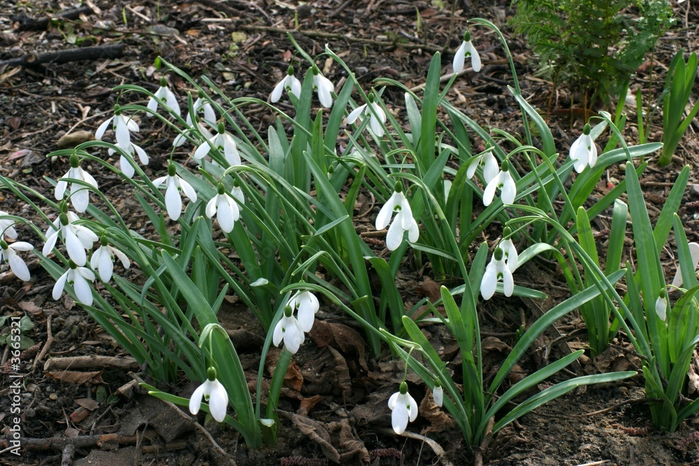 Fototapeta premium Galanthus 'Benton Magnet'