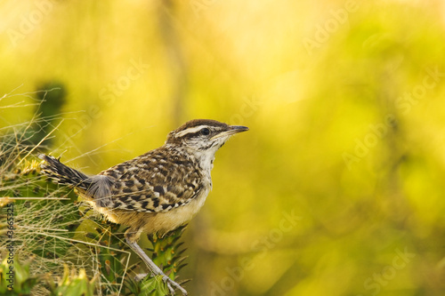 Cactus wren