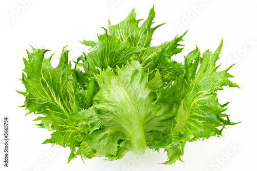 Crispy salad isolated in white background