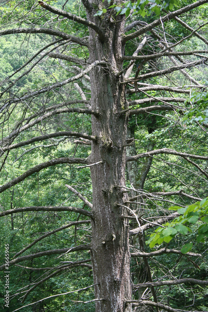 Fototapeta premium Dead tree