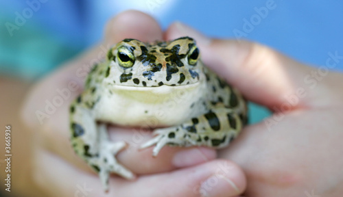 Boy holds a frog
