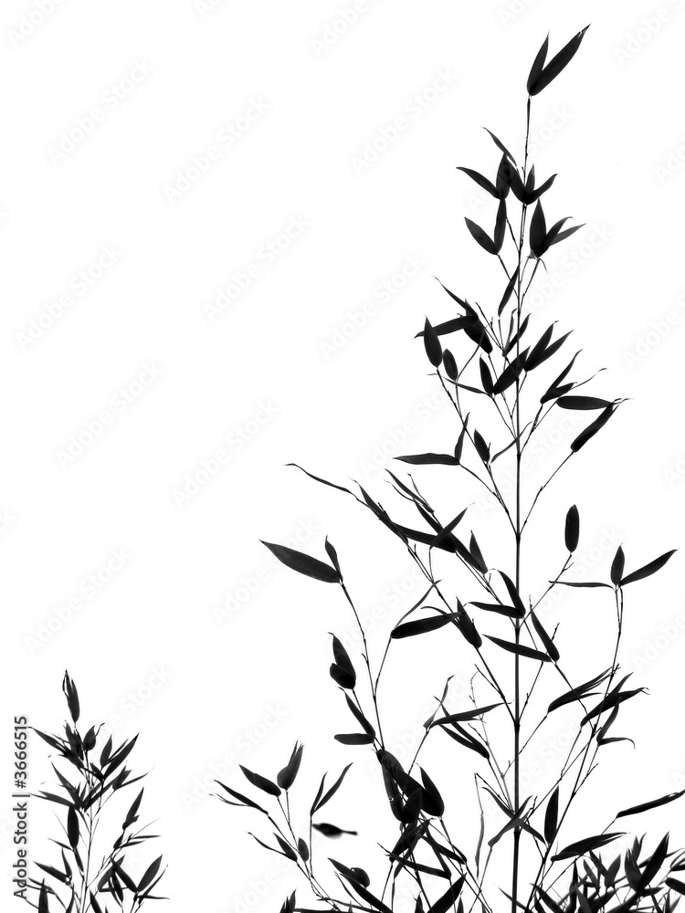 Obraz premium Bamboo Tree and Leaves