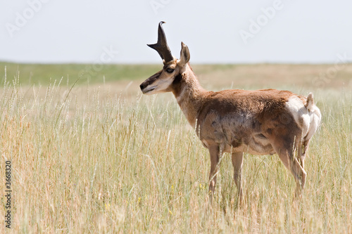 pronghorn antelope in natural environment  wyoming
