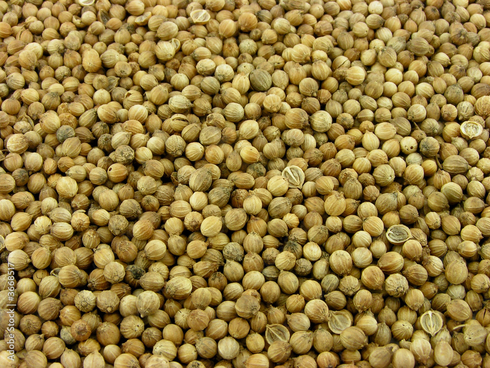 Spices. A background from a coriander. A close up. Spices. A background from a coriander. A close up.