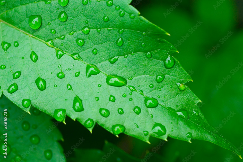 droplets on leaf - shallow focus droplets on leaf - shallow focus