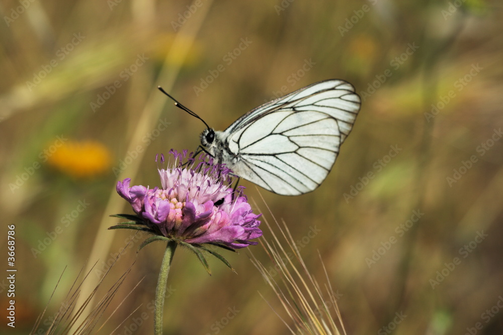 farfalla su fiore farfalla su fiore