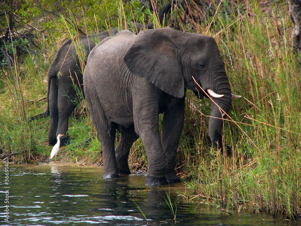 Fototapeta premium Elephants, Zambezi River, Zimbabwe