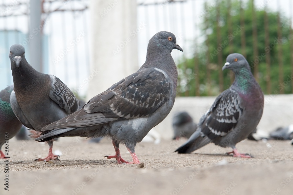 Dove-coloured pigeon Dove-coloured pigeon