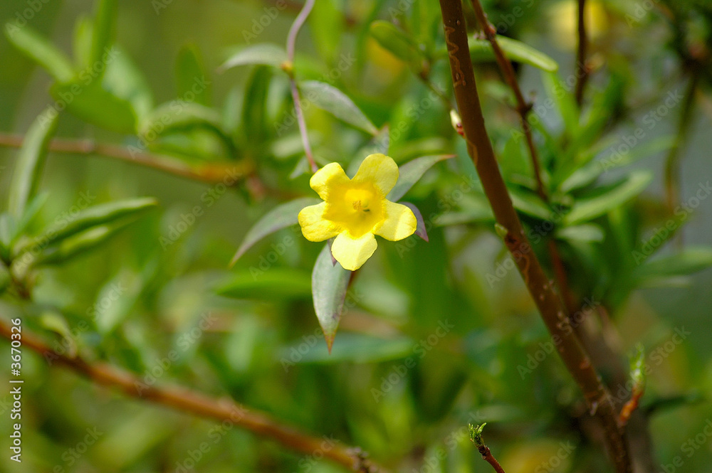 Fototapeta premium Lonely Yellow