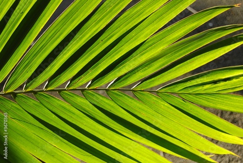 Leaves