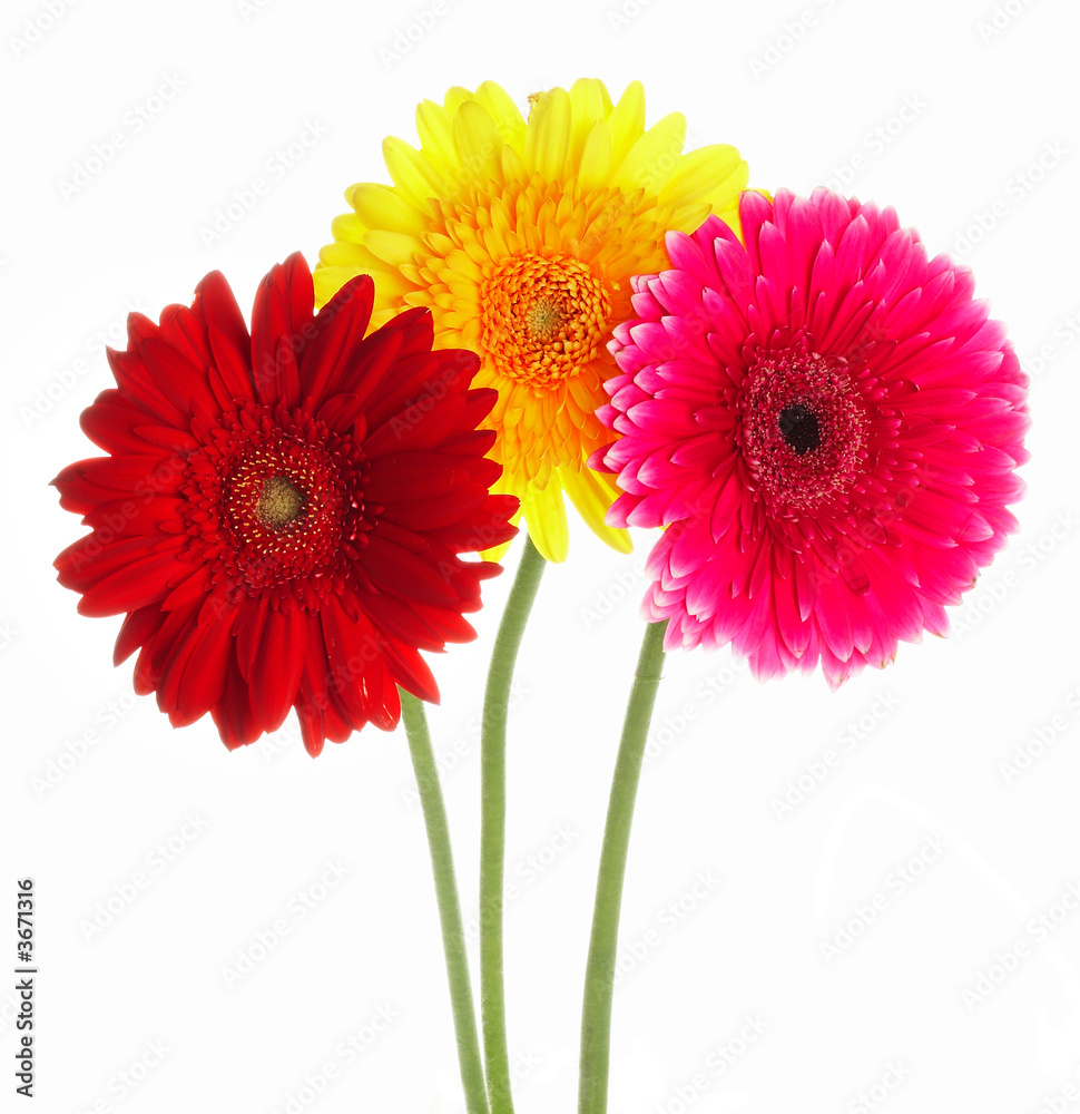 Photo flowers gerbers different color