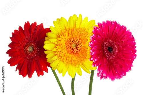 Photo flowers gerbers different color