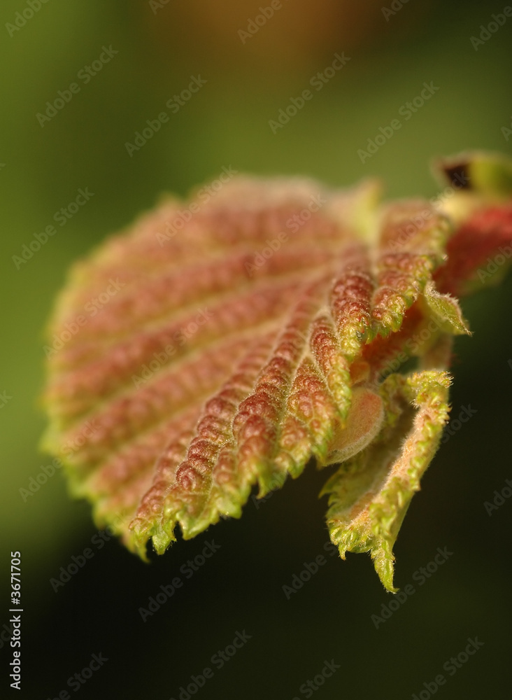 summer leaf macro summer leaf macro