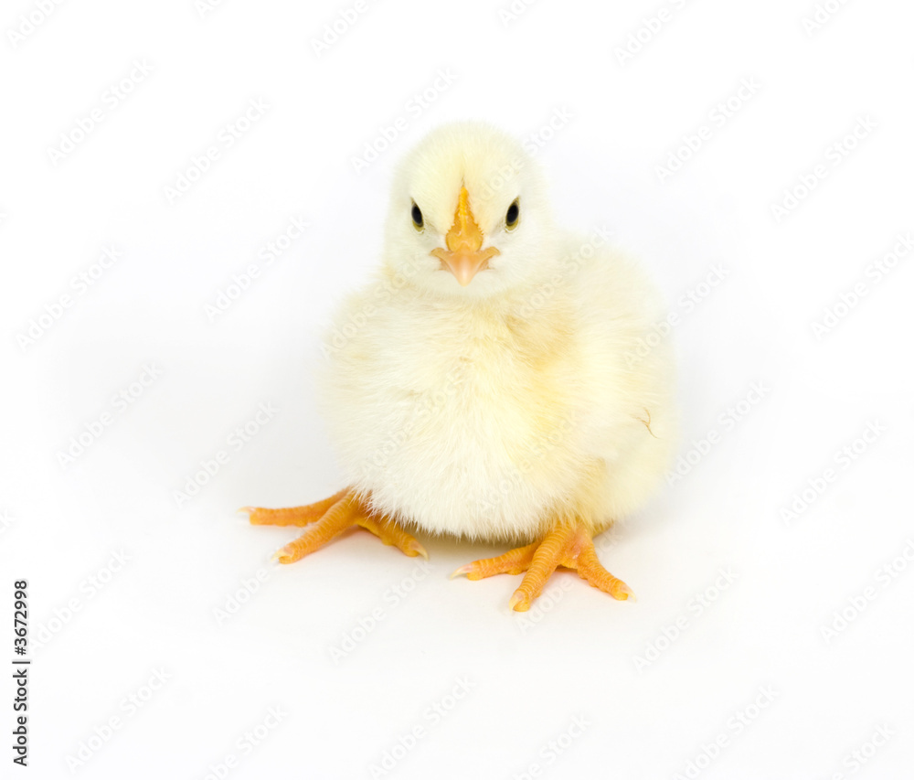 Yellow chick resting on white background Yellow chick resting on white background
