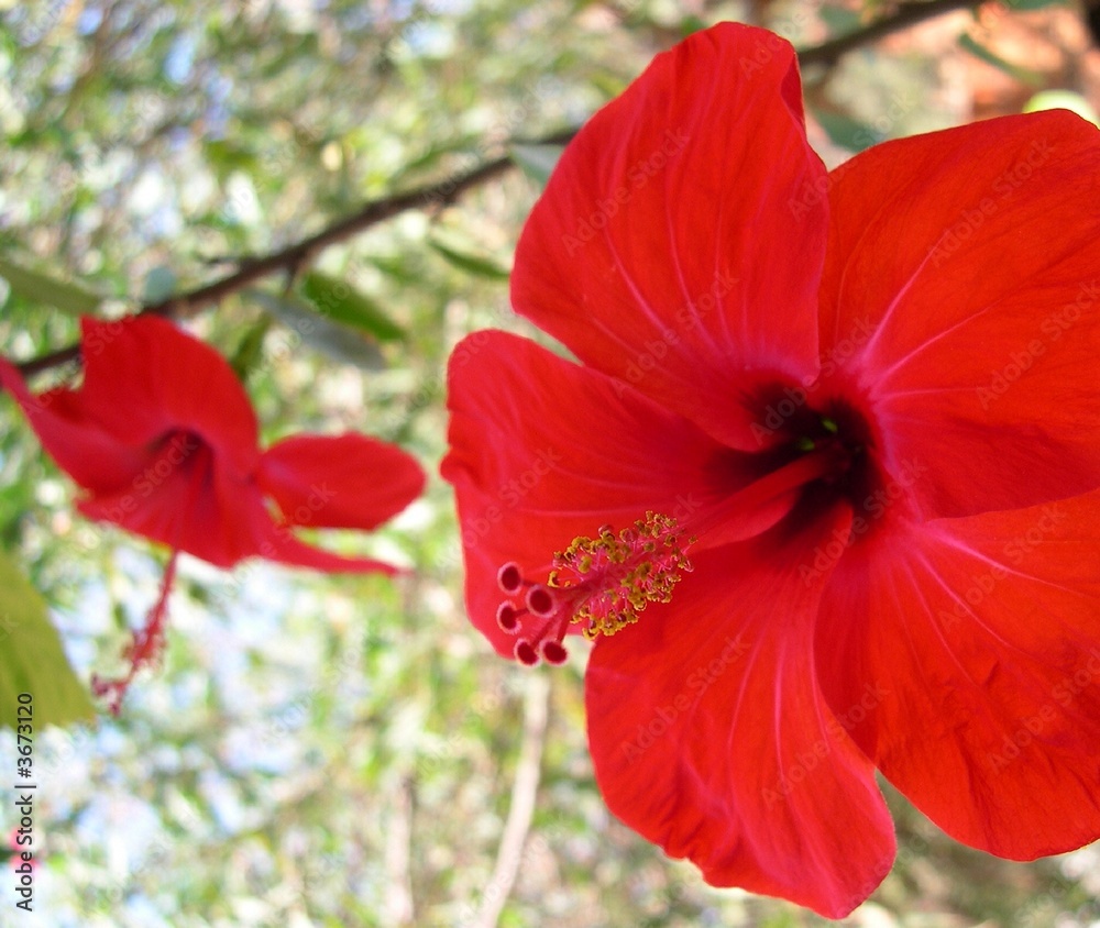 hibiskus