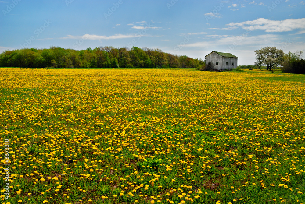 Dandelions in rural field