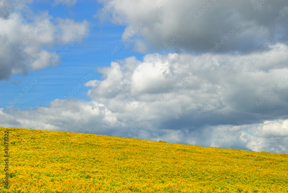 Sky and yellow field