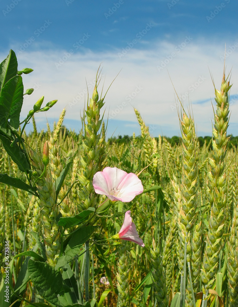 Bindweed field wheat on stalk.(Latin. Convolvulus arvensis) Stock Photo