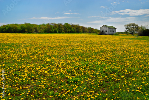 Dandelions in rural field