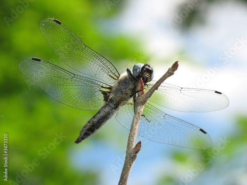 Insect dragonfly sits on branch in afternoon