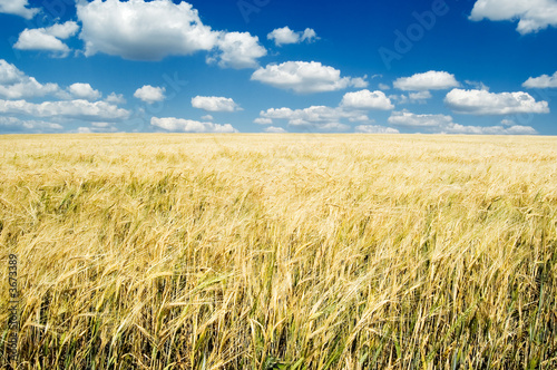 The wheat field and blue sky.