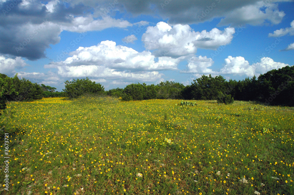 A meadow filled with small yellow flowers 