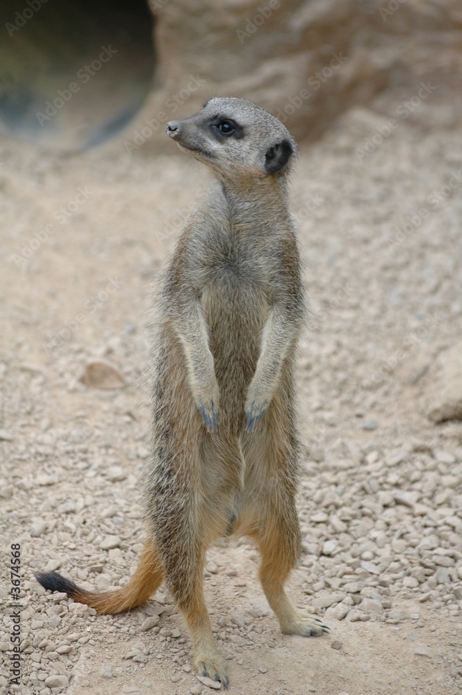 Fototapeta premium meercat