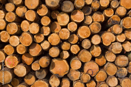 Stack of logs ater felling activities