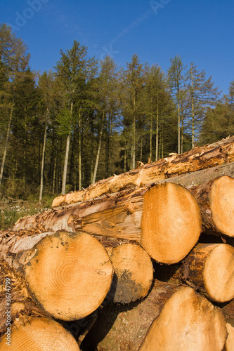 Stacked logs in front of pine forrest